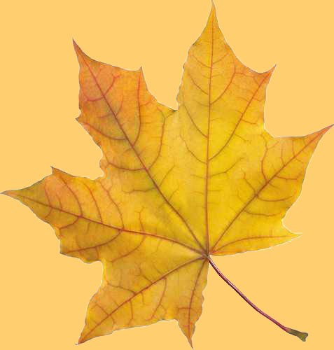 Autumn